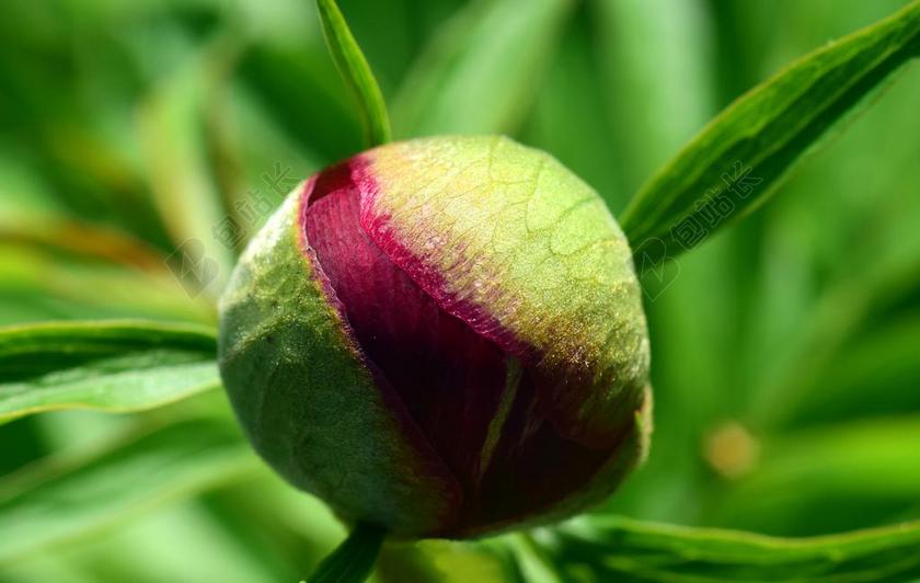 牡丹 芽 花 性质 春天 开花 花园 牡丹芽 厂 关闭
