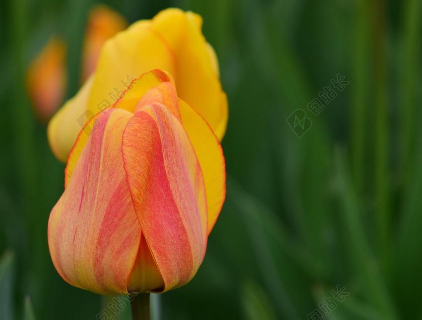 郁金香 黄色 春天 鲜花 春天的花 切花 黄色的花朵