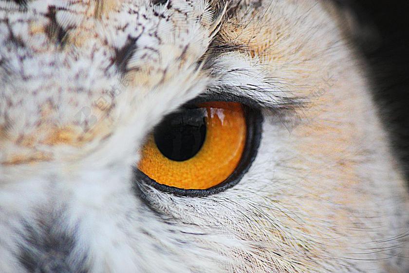 动物 布霍 鸟 羽毛 高峰 AVE 捕食鸟 猛禽 性质