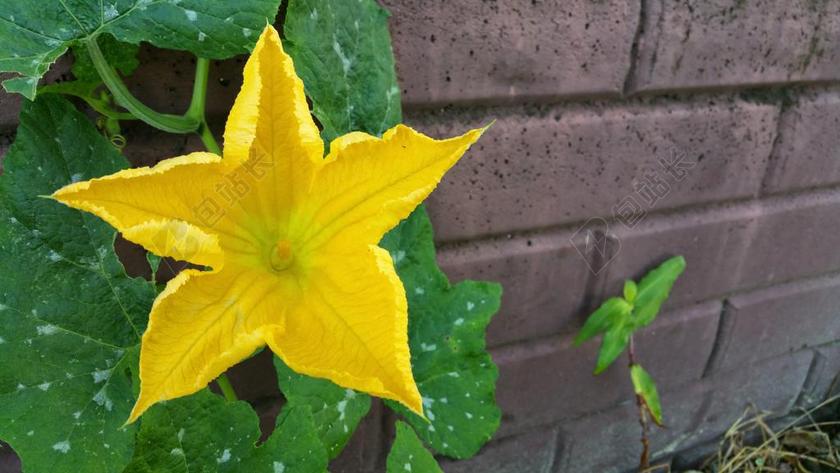南瓜花 黄色 花 夏天 花园 墙 混凝土