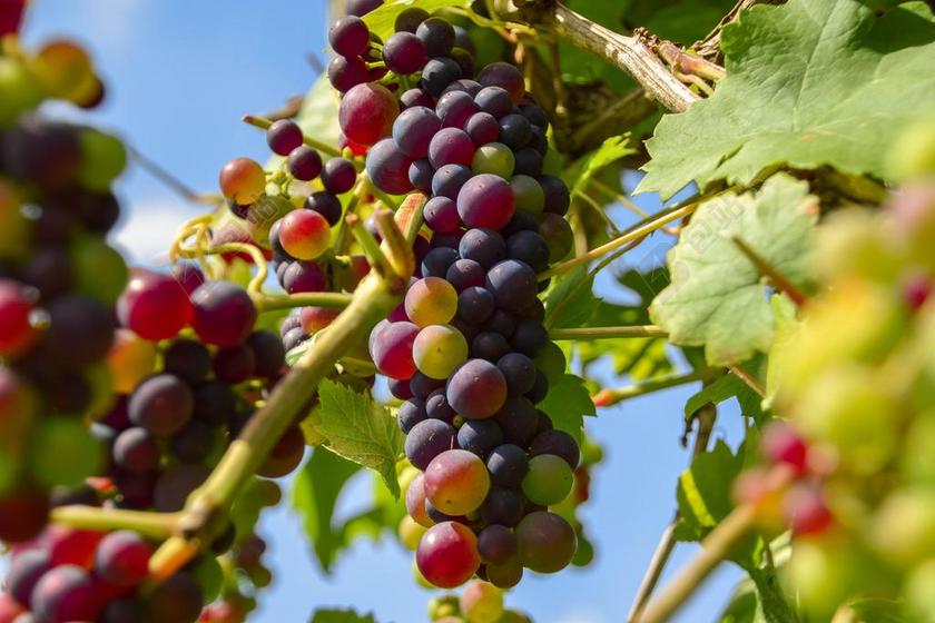 葡萄 水果 葡萄种植 藤 性质 健康 葡萄酒 蓝色的葡萄 厂