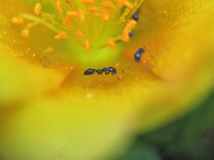 昆虫 蚂蚁 小 盛开 黄色 花 特写