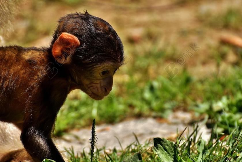 猿 猴宝宝 巴巴利猿 濒危物种 猴子山姆 动物 野生动物