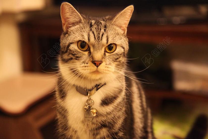 短毛猫 猫 动物 宠物 寻找 眼睛 脸 虎斑猫