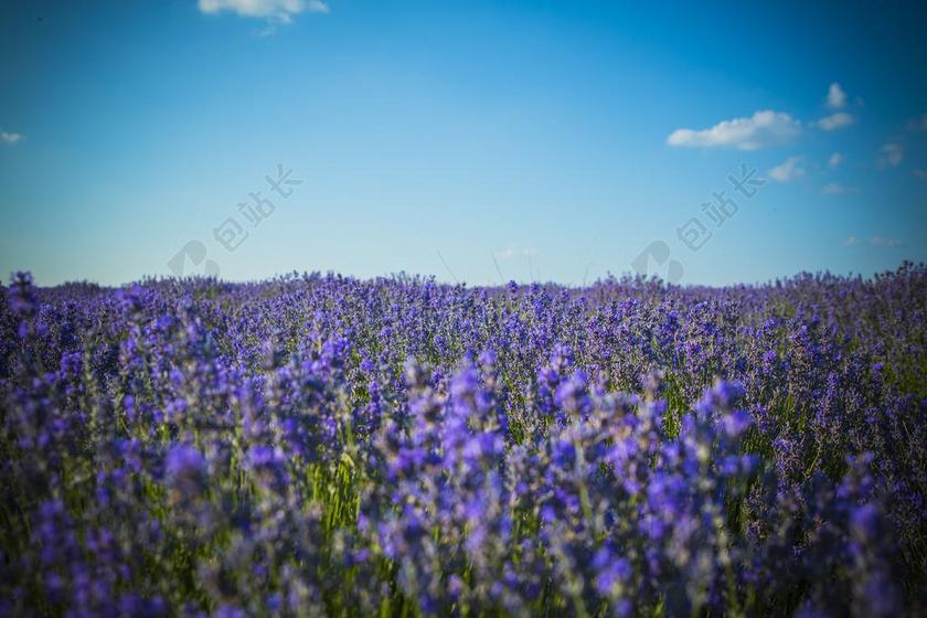 熏衣草 字段 摩尔多瓦