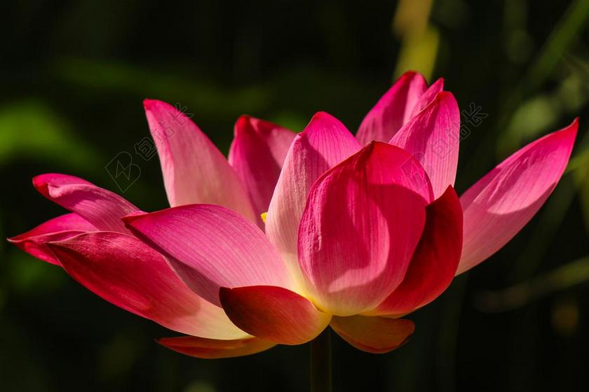 鲜花 自然 花 花瓣 渐变 黄色 粉红色 莲花 特写 仍