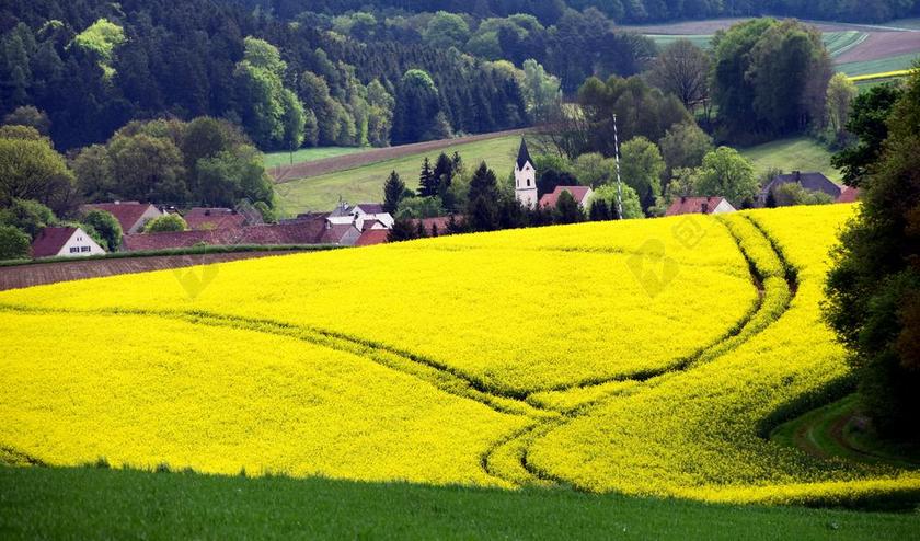 巴伐利亚 德国 教会 村 乡村生活 景观 油菜籽场 农业
