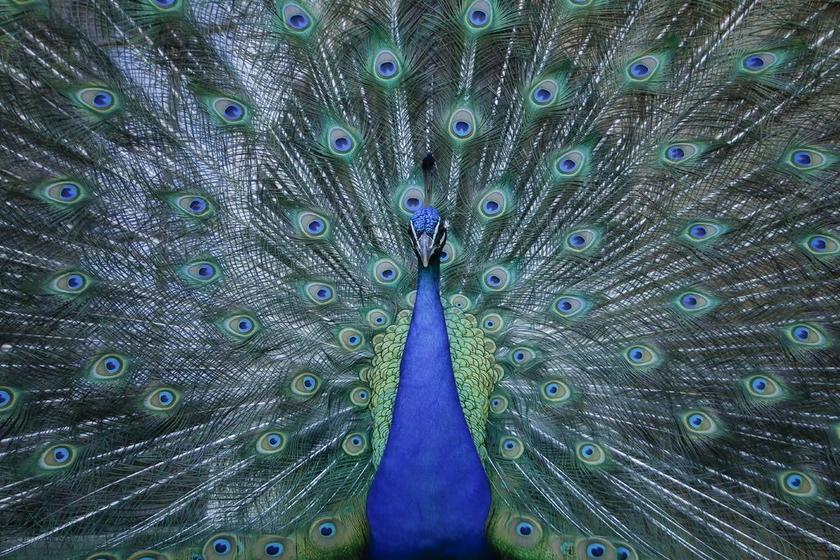 动物 孔雀 鸟 动物园 羽毛 孔雀羽毛 虹彩 大华