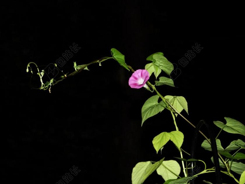 牵牛花 蓝色 花 上午 荣耀 开花 盛开 旋花科植物 蕹菜