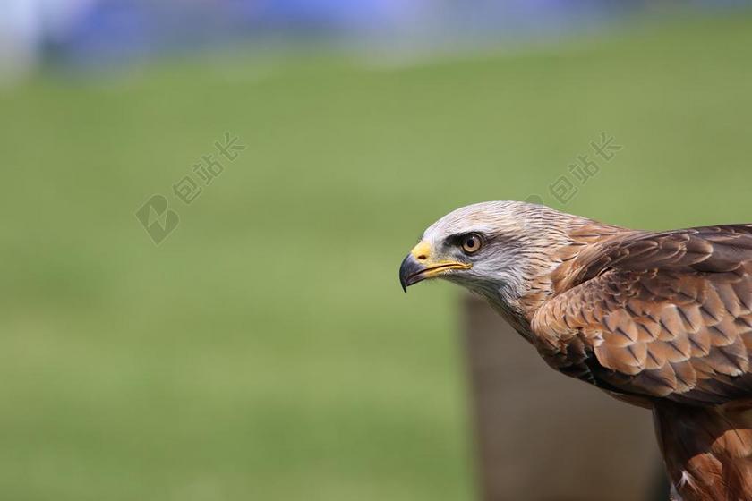 鸟 猛禽 自然 野生动物 捕食者 鹰 猎鹰 羽毛