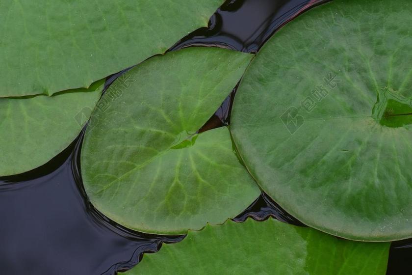 池塘清新荷花叶子背景图片