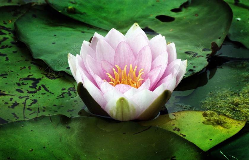 睡莲 水生植物 开花 漂流的叶子 湖