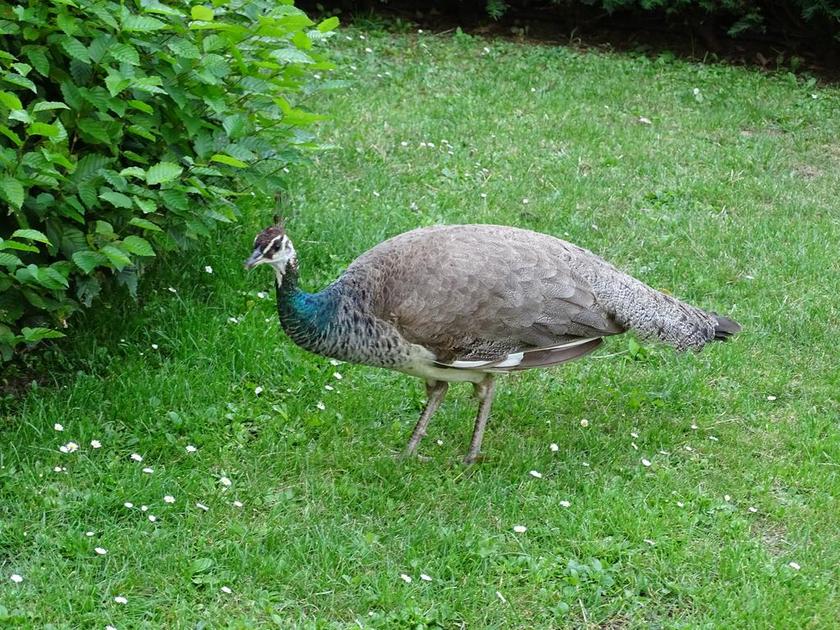 动物唯美绿地上的孔雀背景图片