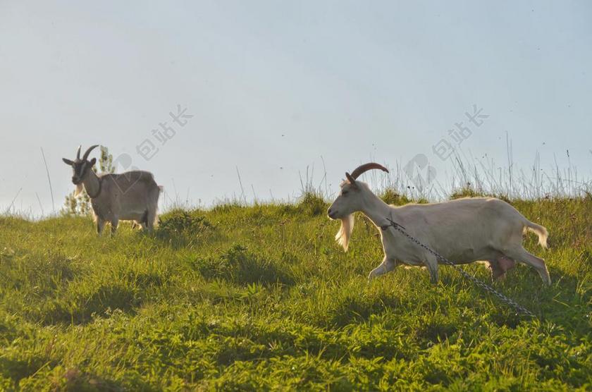 长大了 农业 动物 婴儿 背景 黑色 布朗 相机 国家