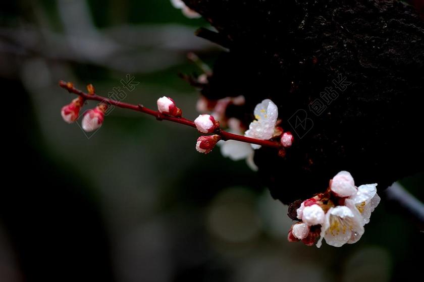 植物唯美春天的花朵梅花背景图片