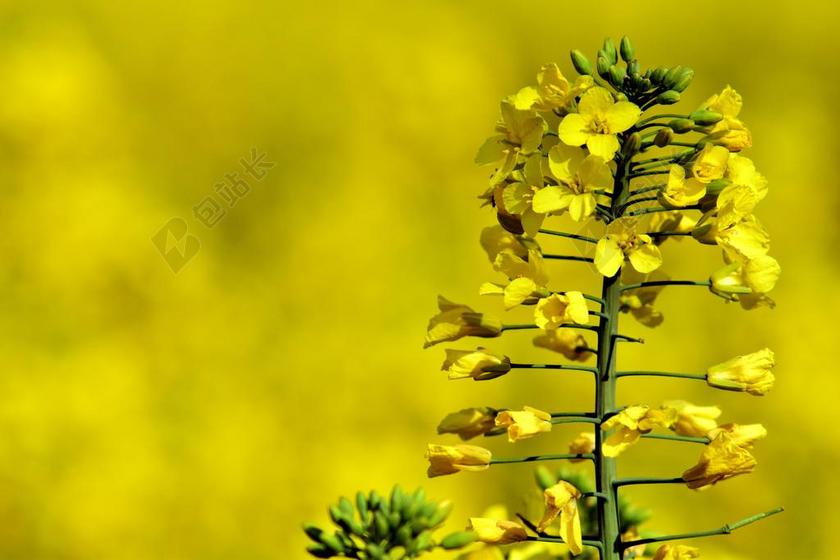 油菜 关闭 黄色 油菜籽场 春天 字段 厂 农业 油菜开花