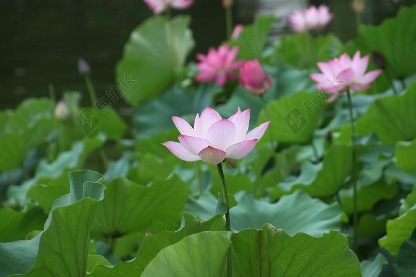 池塘唯美盛开的荷花背景图片