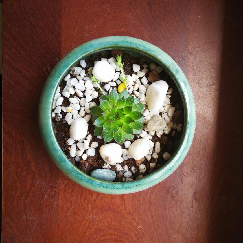 观音莲 多肉 盆栽