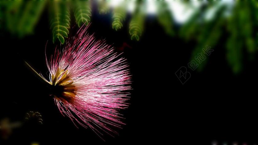 SPOOR花 大自然的笑容 野花 吉日