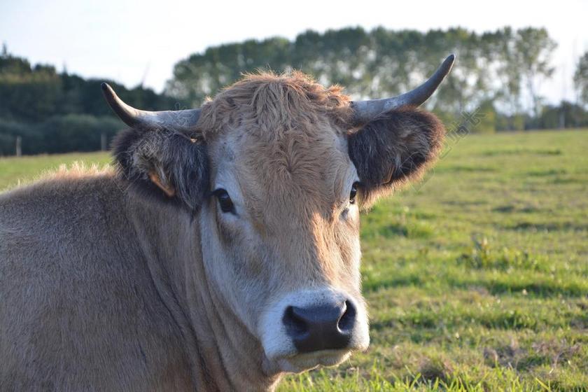 牛 黄牛 反刍动物 女性 哺乳动物的家庭 种BOS金牛座 肖像