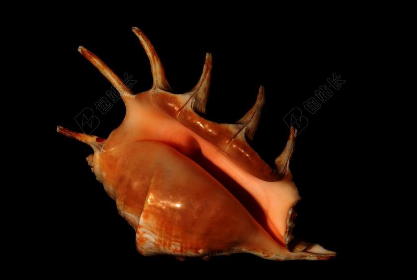 软体动物 贝壳 海螺 海洋