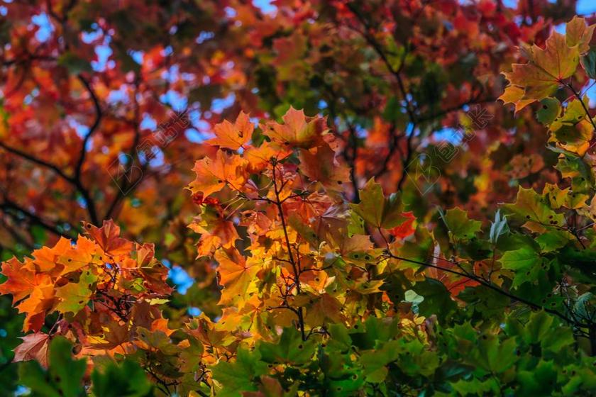 秋季 美容 油漆 漫步 枫 俄罗斯 心情 性质 景观 树木