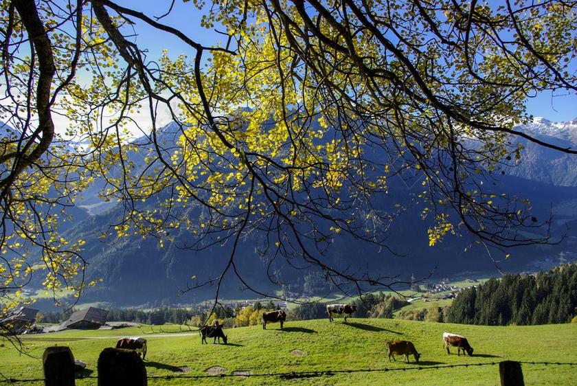 秋季 树 金色的秋天 秋天的颜色 叶子 景观 秋天的心情 牧场