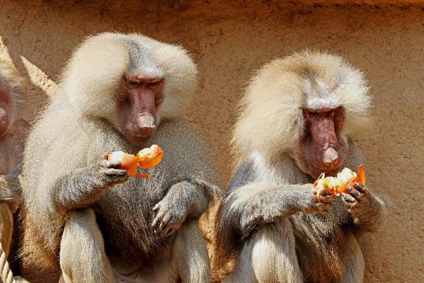 动物园唯美猴子背景图片