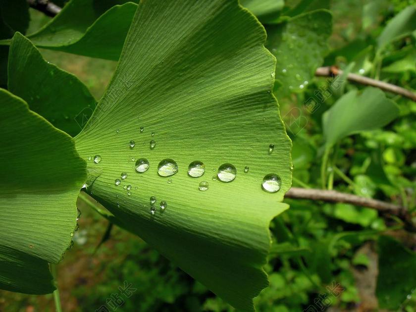 植物唯美银杏叶背景图片