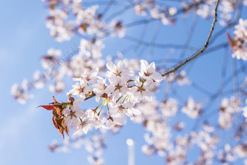 樱花 樱桃树 樱桃 树 春 花 开花 自然 粉红色 枝杈