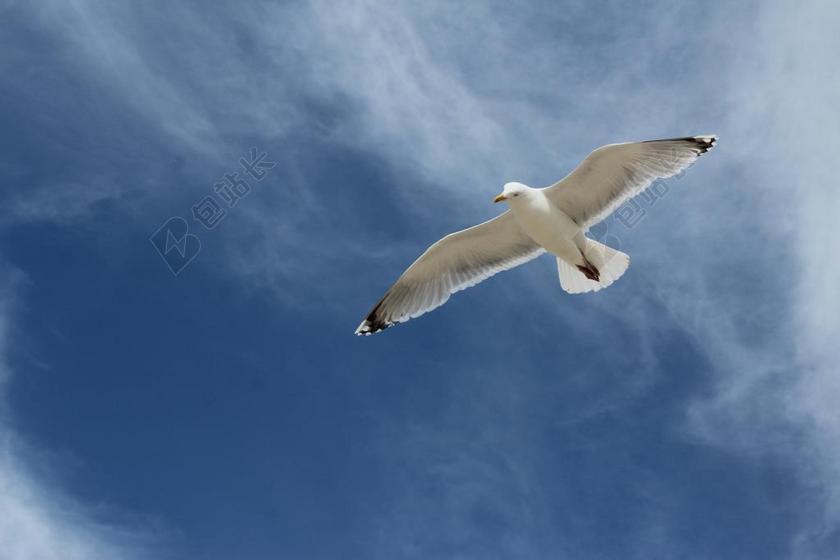 唯美翱翔的海鸥背景图片