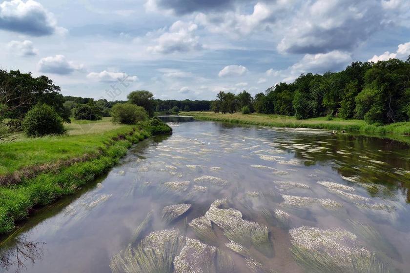 河 河道景观 地毯花 天鹅