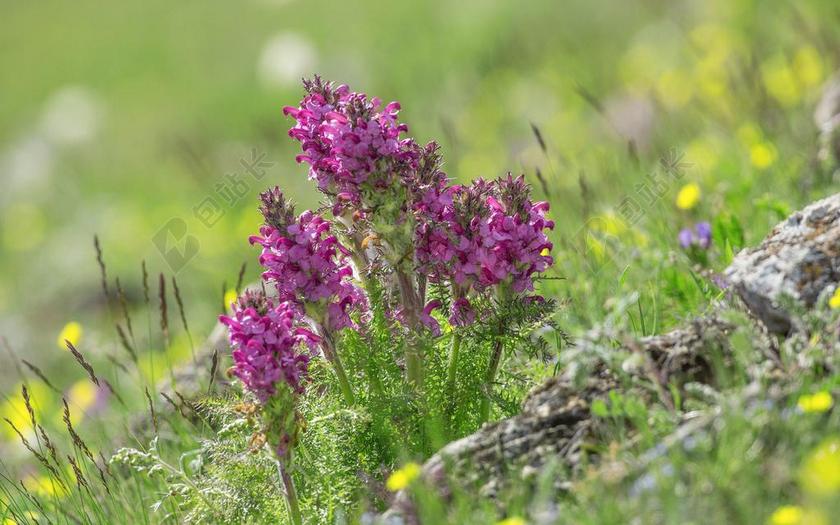 农场唯美鲜花背景图片