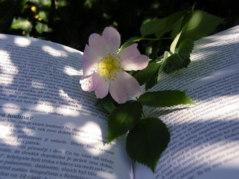 夏天 臀部 书 飞镖 花 阴影 太阳 颜色 粉红色 工厂