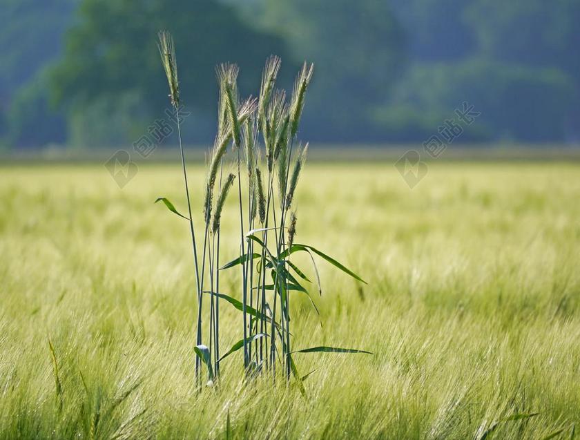 黑麦的大麦田 优秀 穗 谷物 农业 麦田 粮食