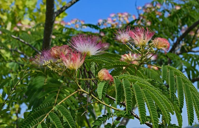 红含羞草 花 开花 盛开 植物 树 夏天 自然 多彩 红色