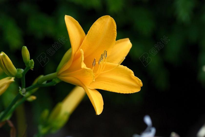 黄花菜 黄色 花 关闭 百合 花园 夏季 厂 盛开 植物群