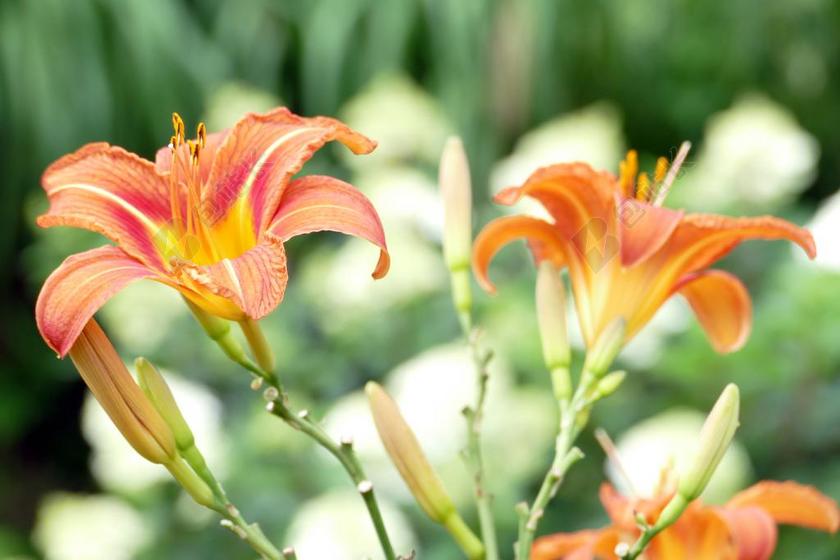 百合 百合花 花 开花 花园 夏季 性质