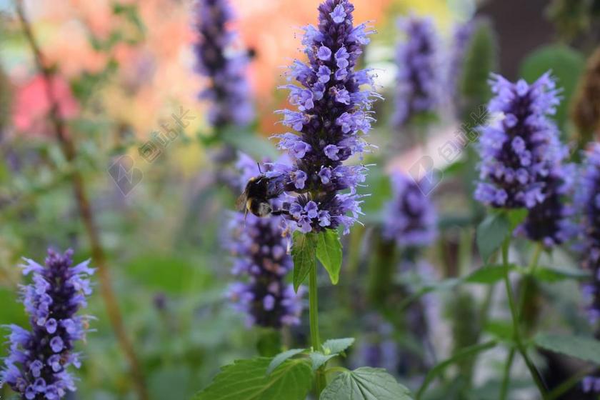 圣人 草 蓝色 花卉 天空蓝 植物 花园 夏天 香氛 熊蜂