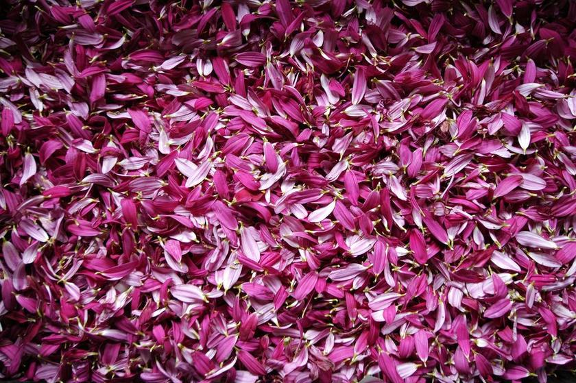 花瓣 鲜花 DELEAFING 花 性质 粉红色花瓣 春 罗莎