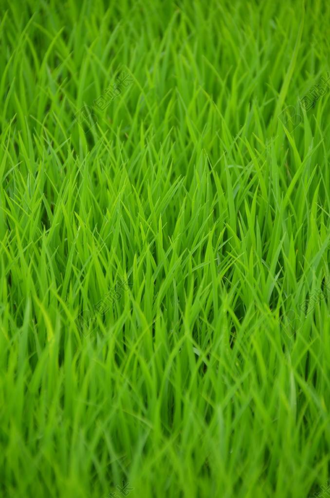 绿色 水稻 稻田 笋 插秧 饭 农村 印度尼西亚 农民
