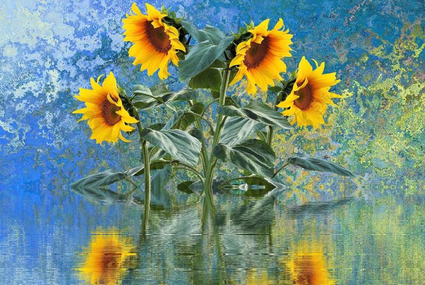 太阳花 夏季 太阳 厂 向日葵芽 向日葵的字段 花园 黄色