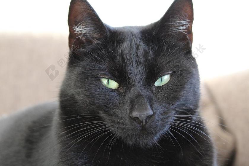 猫咪 眼睛 宠物 动物 黑 野兽 猫