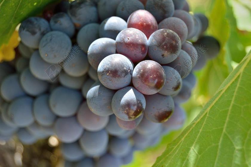 葡萄 螺钉 束 红色 葡萄园 葡萄酒 托斯卡纳 意大利 叶