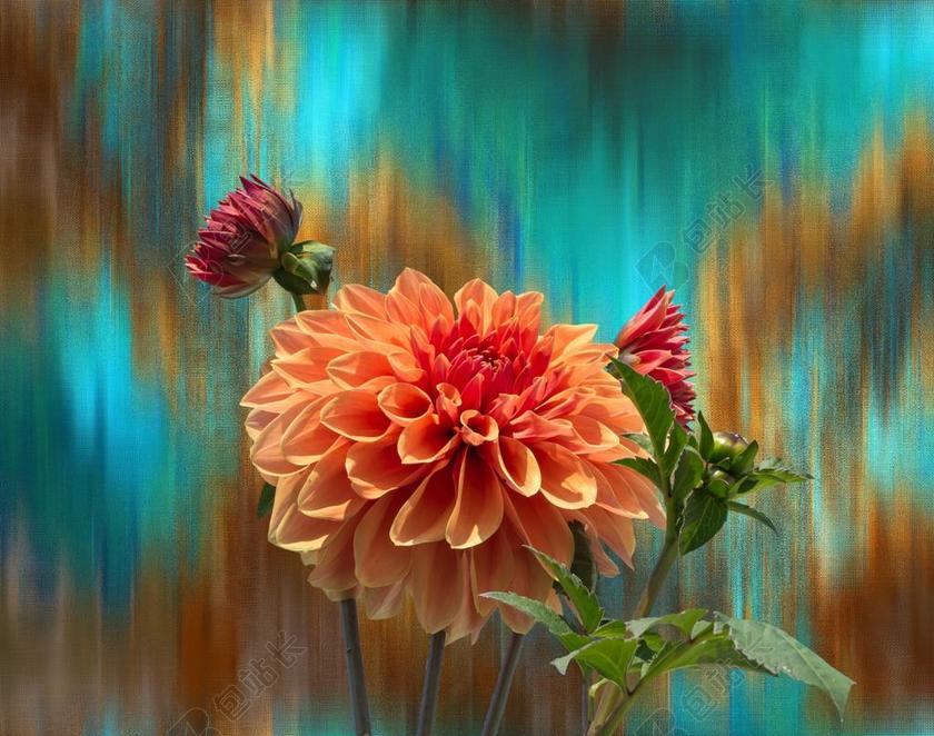 娇琴纱 秋季 大丽花花园 开花 花园 达利拉 植物群 厂