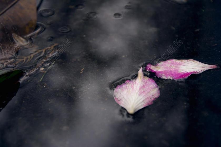 落花 春天 背景