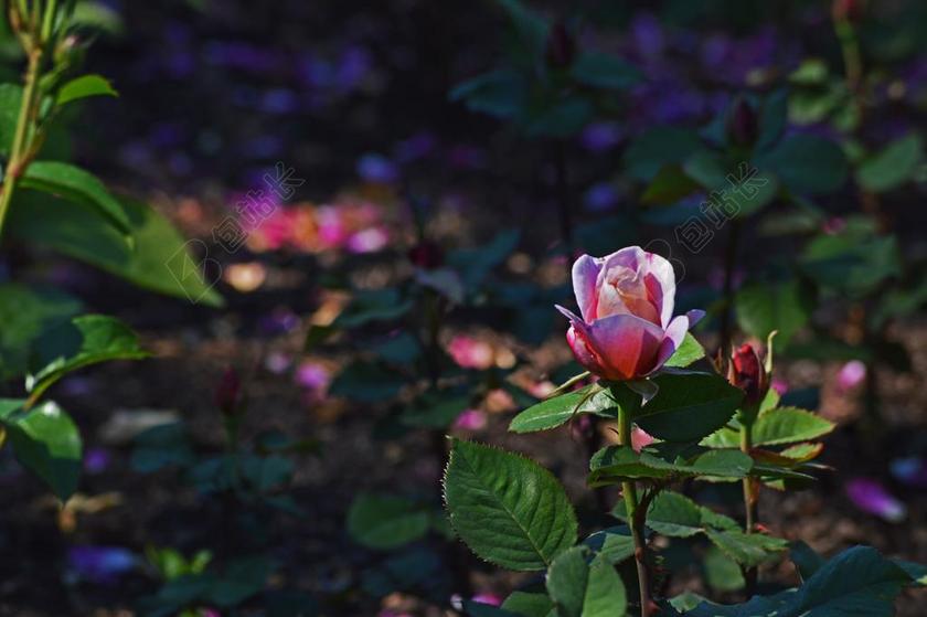 粉红玫瑰 芝加哥植物园 鲜花 自然 粉红色 颜色