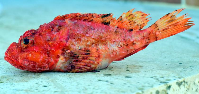 鱼 弗里施 食品 关闭 小 小鱼 红色 红色的鱼 地中海