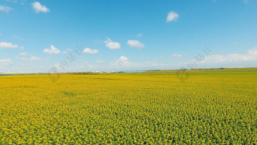 农场唯美向日葵园背景图片