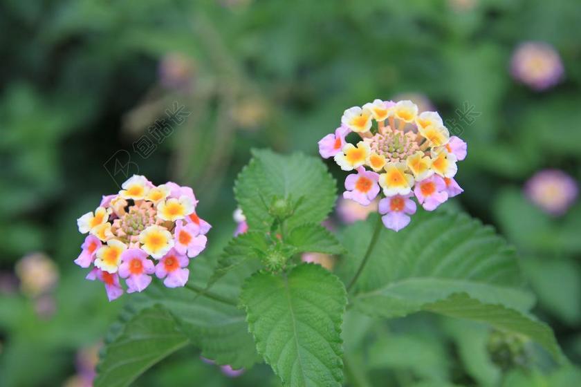 FLOWER 花草 植物